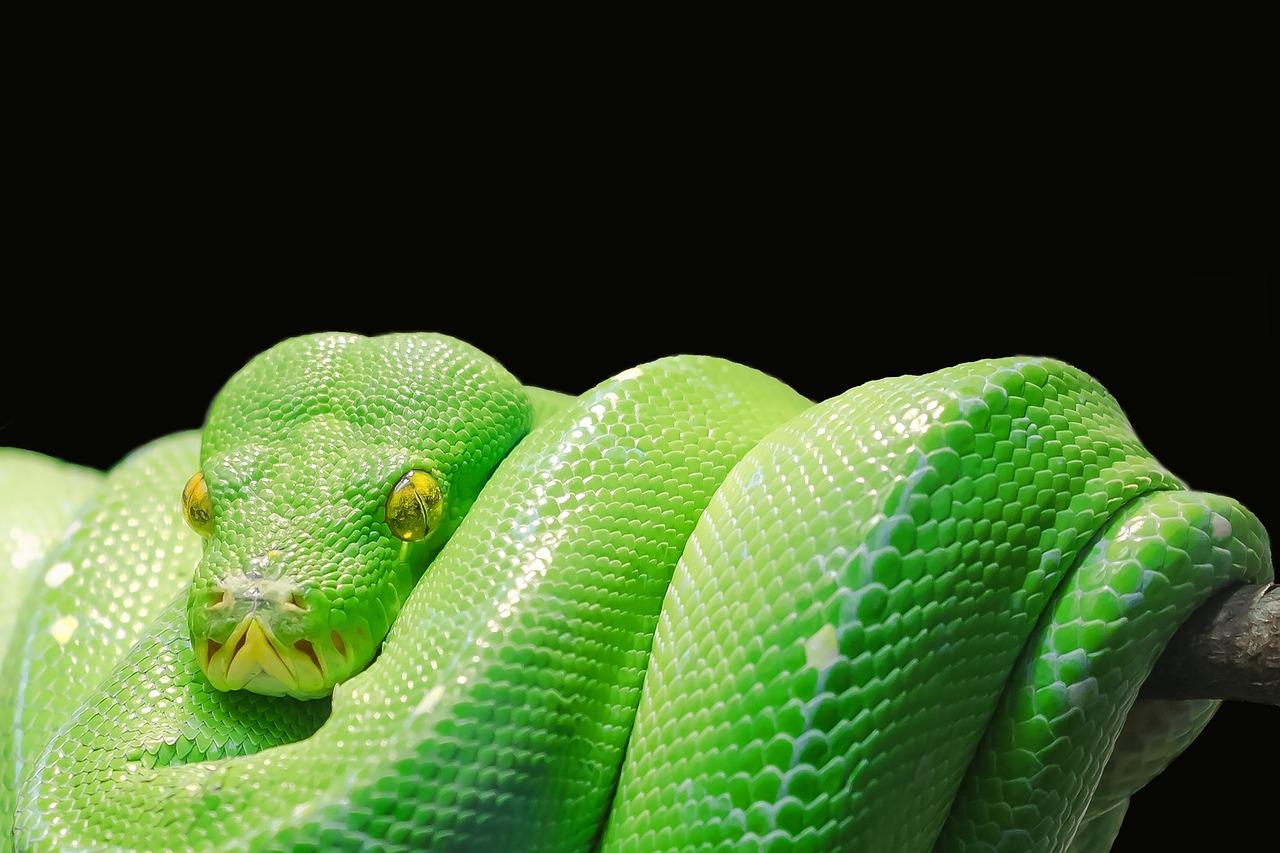 découvrez comment reconnaître un toxic manager, comprendre son impact sur l’équipe et obtenir des conseils pour réagir face à des comportements toxiques en entreprise.